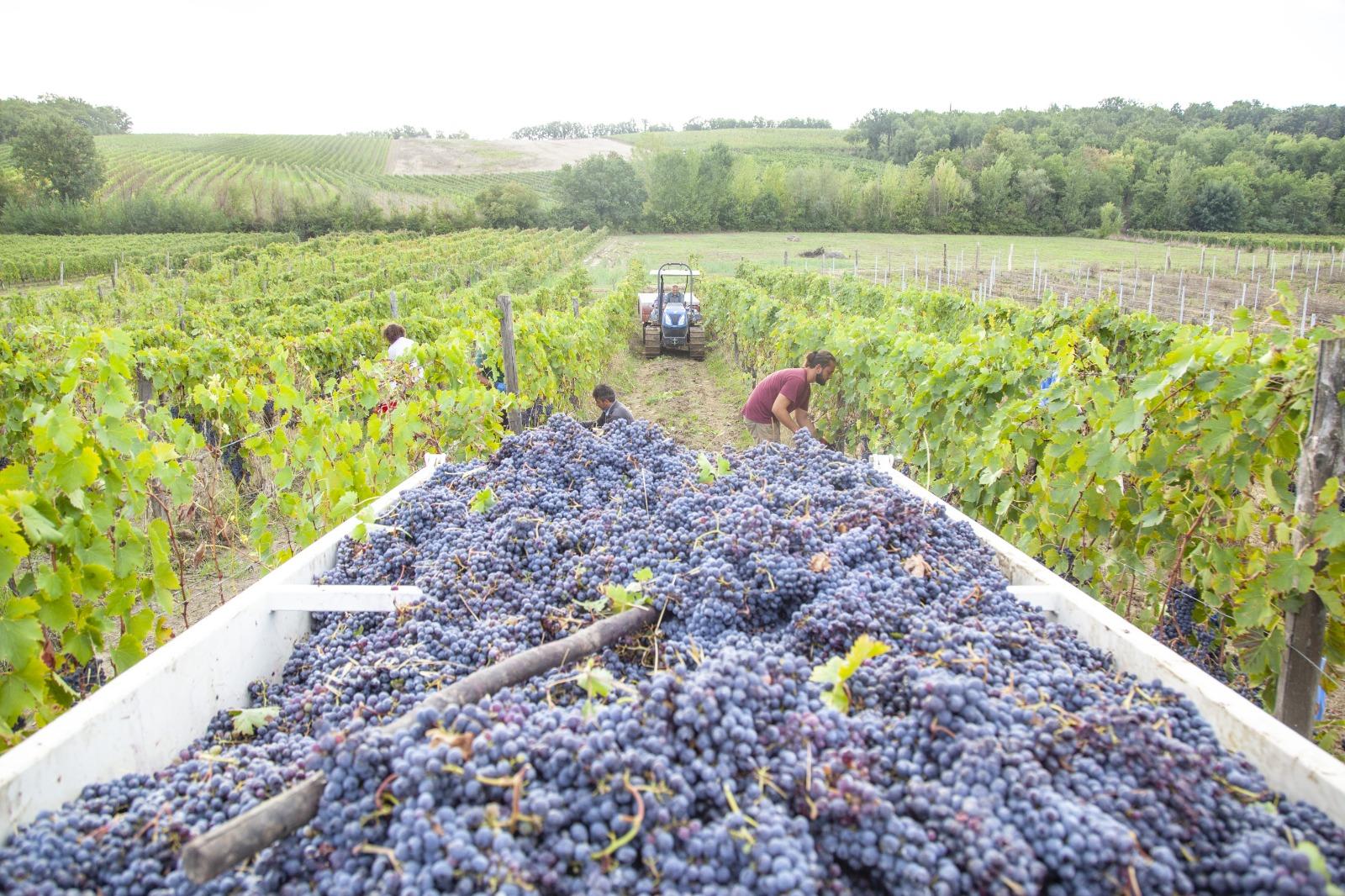 Durante la vendemmia 2024
