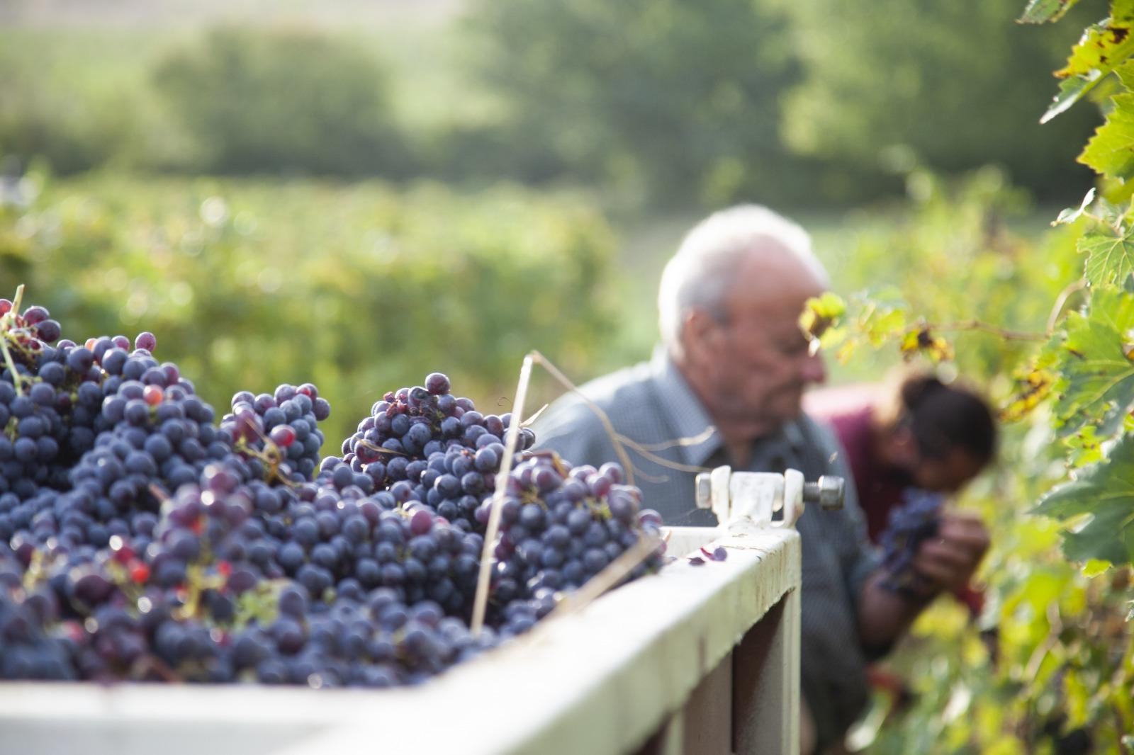 Durante la vendemmia 2024