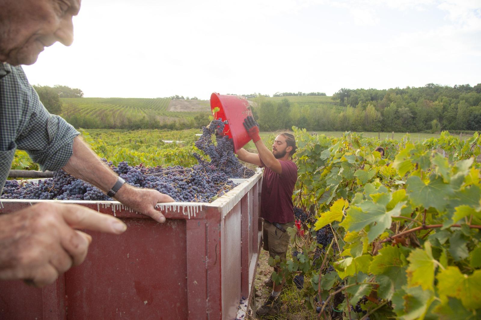 Durante la vendemmia 2024