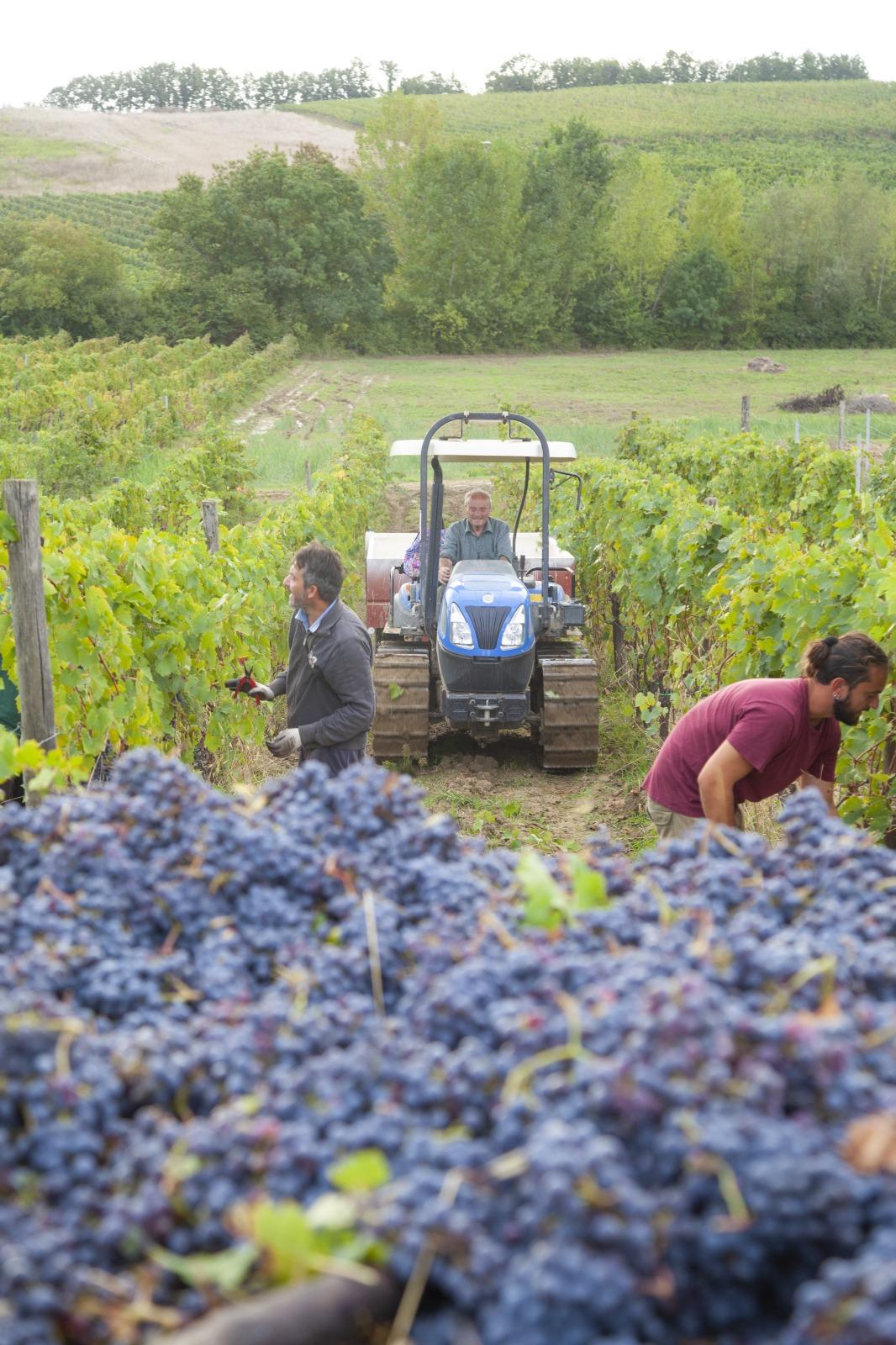 Durante la vendemmia 2024