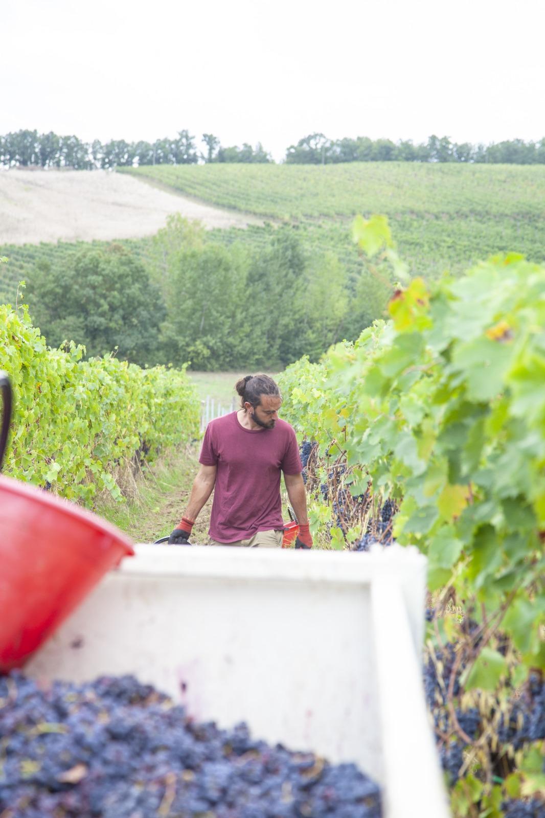 Durante la vendemmia 2024